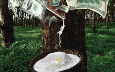 Dinheiro dá em Árvore: Serigueira