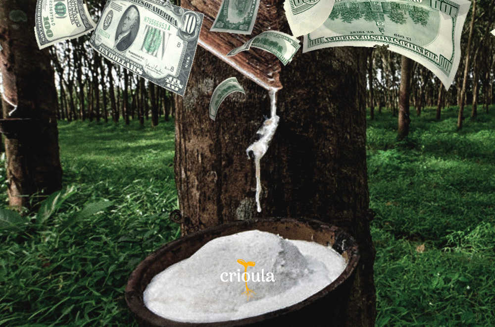 Dinheiro dá em Árvore: Serigueira